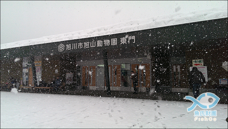 【2014冬。北海道旭川】大雪紛飛的旭山動物園 來看北極熊!